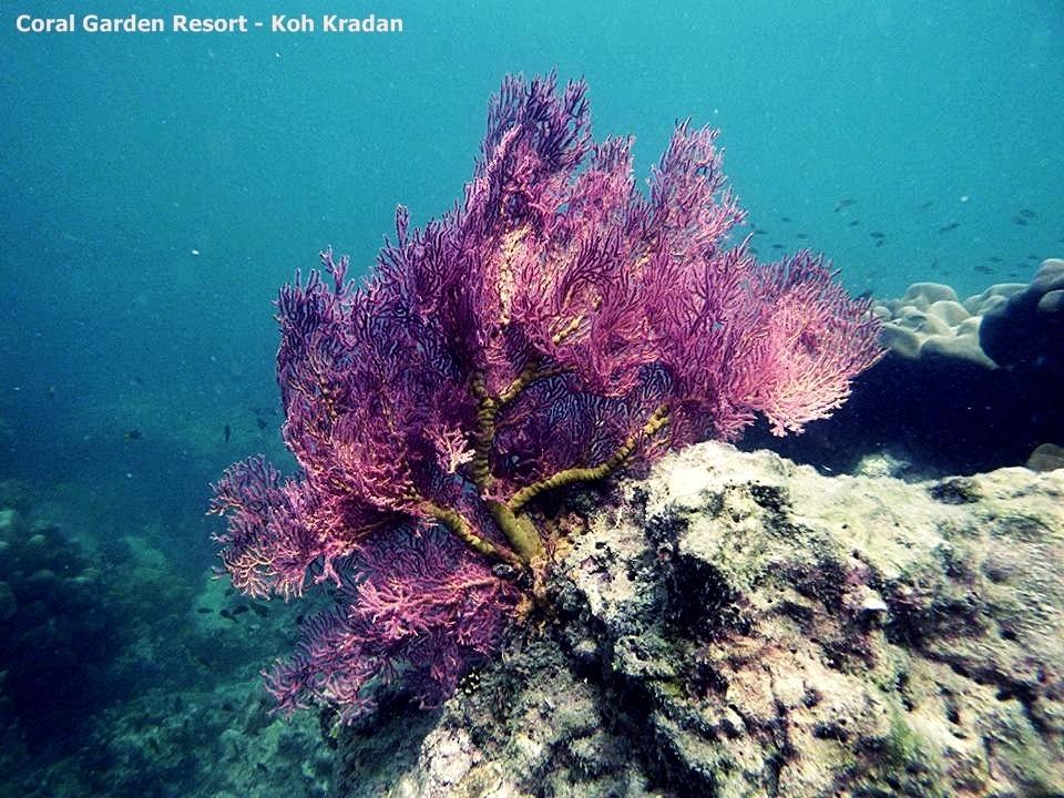 Coral Garden Resort Koh Kradan Zewnętrze zdjęcie