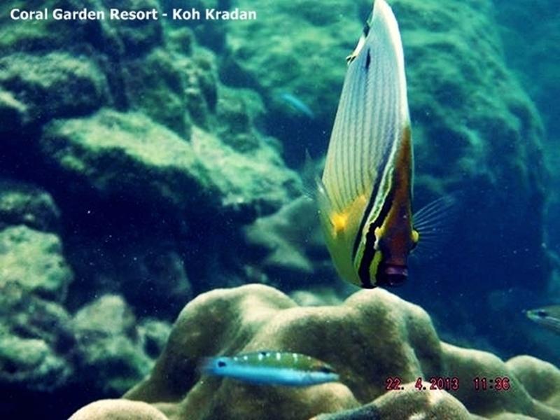 Coral Garden Resort Koh Kradan Zewnętrze zdjęcie
