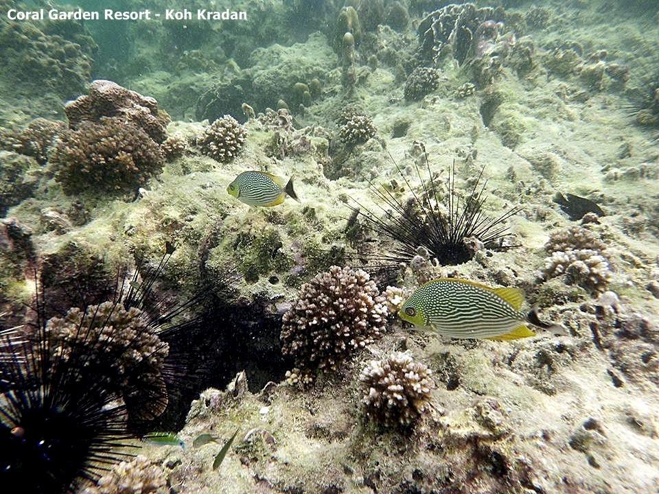 Coral Garden Resort Koh Kradan Zewnętrze zdjęcie