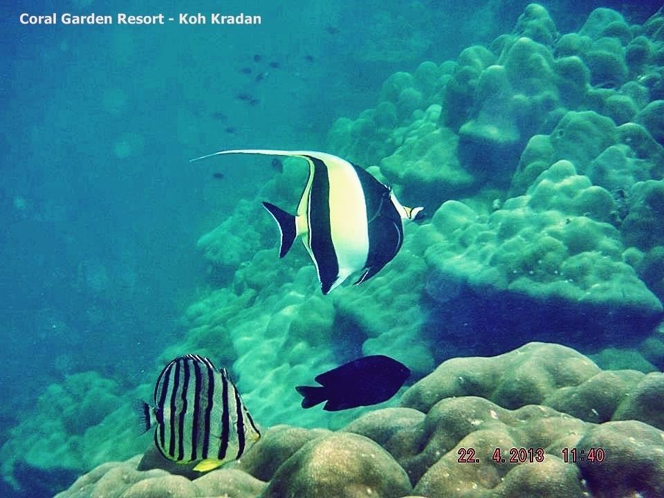 Coral Garden Resort Koh Kradan Zewnętrze zdjęcie