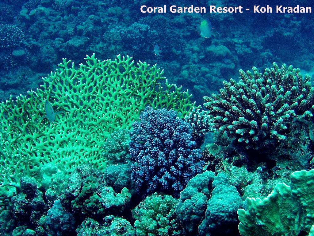 Coral Garden Resort Koh Kradan Zewnętrze zdjęcie
