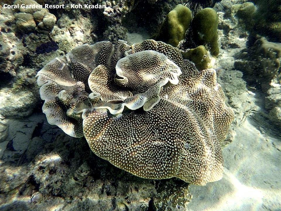 Coral Garden Resort Koh Kradan Zewnętrze zdjęcie